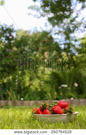 Ripe Juicy Strawberry Berries In White Plate In The Summer Garden
