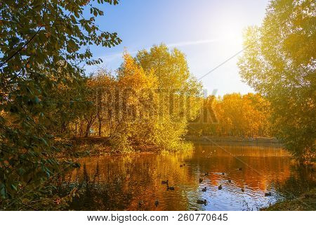 Pond In An Autumn Park Landscape By The Water In Autumn Forest, Reflections Of Autumn Trees And Twig