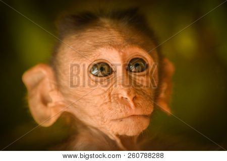 Portrait Of A Cute Baby Bonnet Monkey At Lalbagh Botanical Garden Bengaluru, India