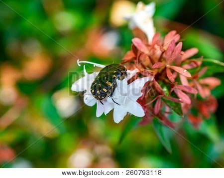 Oa Small Japanese Chafer Beetle Feeds From Small White Flowers In A Small Park In Central Kanagawa, 
