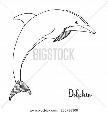 Hand Drawn Dolphin. Vector Illustration In Sketch Style