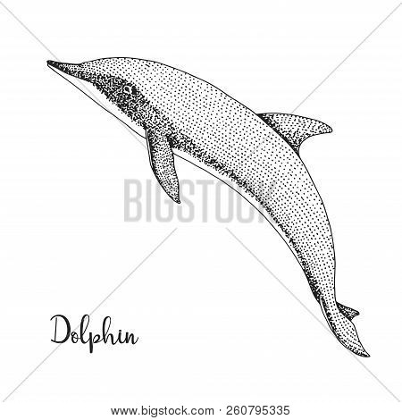 Hand Drawn Dolphin. Vector Illustration In Sketch Style