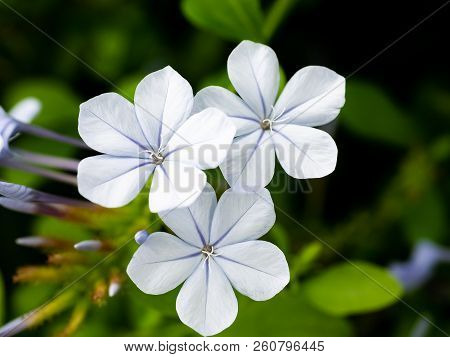 Small White Plumbago Flowers Bloom In A Japanese Garden In Central Kanagawa Prefecture, Japan