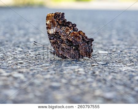 A Compton Tortoiseshell Butterfly Sits On A Sidewalk In Central Kanagawa Prefecture, Japan.