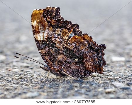 A Compton Tortoiseshell Butterfly Sits On A Sidewalk In Central Kanagawa Prefecture, Japan.