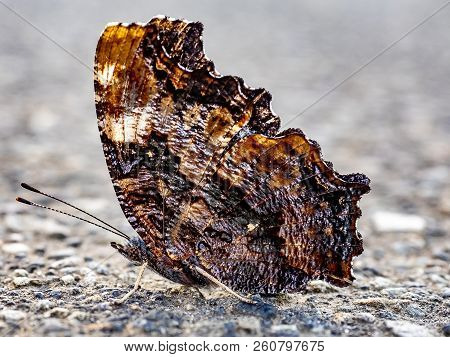 A Compton Tortoiseshell Butterfly Sits On A Sidewalk In Central Kanagawa Prefecture, Japan.