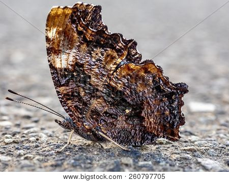 A Compton Tortoiseshell Butterfly Sits On A Sidewalk In Central Kanagawa Prefecture, Japan.