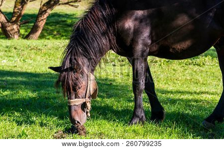 Grazing Horse Smells Hes Own Excrement On Beautiful Green Grass.