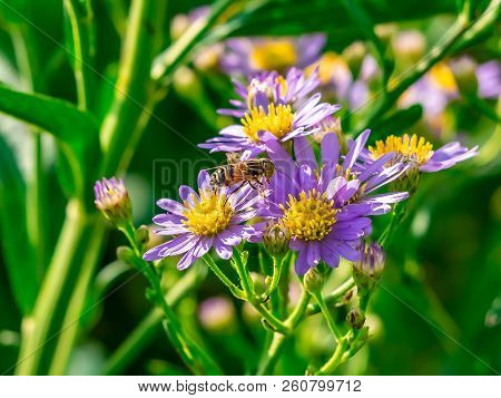 A Small Beefly Feeds From Wildflowers Along A River In Central Kanagawa Prefecture, Japan.
