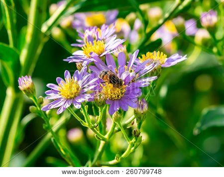 A Small Beefly Feeds From Wildflowers Along A River In Central Kanagawa Prefecture, Japan.