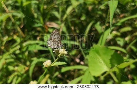 Common Or Striped Pierrot. Castalius Rosimon Or Taracus Nara. Beautiful White Butterfly With Brown S