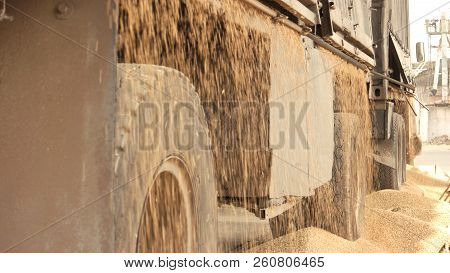 Grain Pouring Out Of Truck Trail. Close Up. Agriculture Harvest, Food Concept.