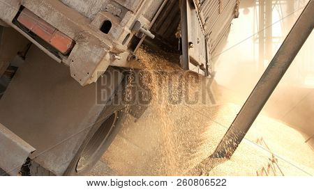 Trail Unloading Grain In A Warehouse. Close Up. Dumping Harvest From Truck Trail.