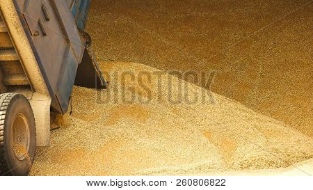 Pile Of Grain In A Warehouse Storage. Trail Dumping Wheat In A Heap.