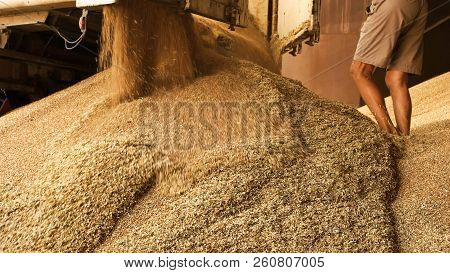 Dumping Grain In Storage Facility. Close Up. Pouring Grain Wheat In A Pile.