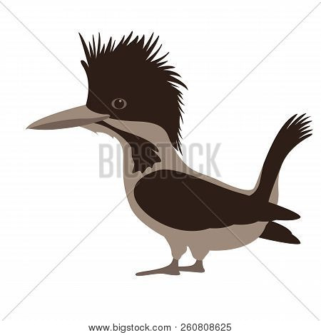 Bird Male Crested Kingfisher Vector Illustration Flat Style