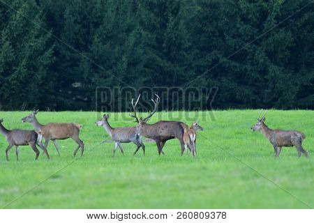 Wildlife Deer Defends And Keep Watching Herd Of Deerskin During The Rut On The Meadow