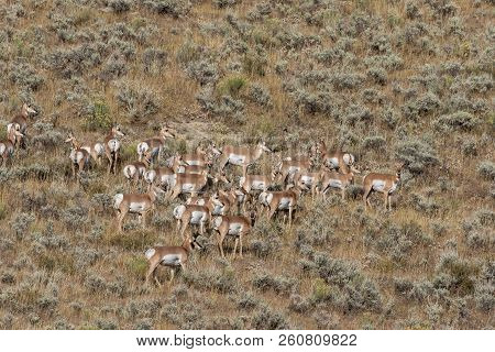 Pronghorn Antelope During The Fall Rut In Wyoming