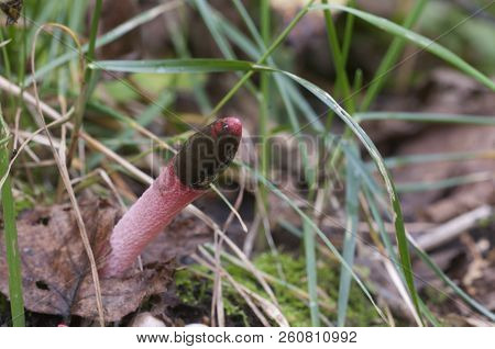Mushrooms (mutinus Ravenelii) On A Forest Soil