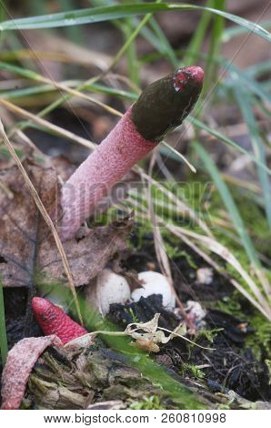 Mushrooms (mutinus Ravenelii) On A Forest Soil
