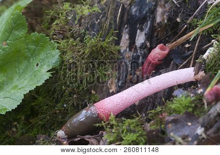 Mushrooms (mutinus Ravenelii) On A Forest Soil