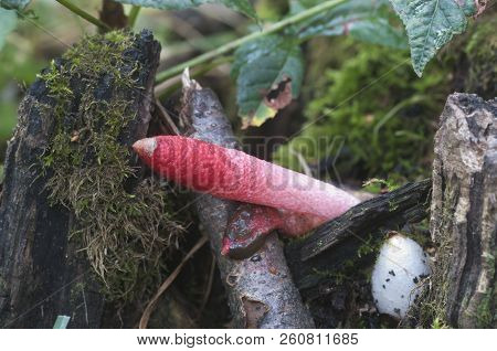 Mushrooms (mutinus Ravenelii) On A Forest Soil