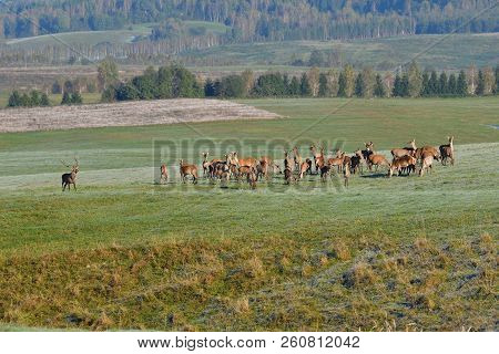 Wildlife Deer Defends And Keep Watching Herd Of Deerskin During The Rut On The Meadow
