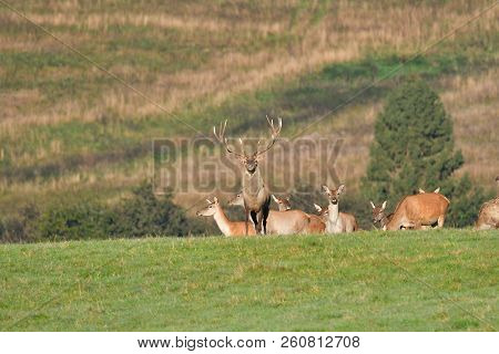 Wildlife Deer Defends And Keep Watching Herd Of Deerskin During The Rut On The Meadow