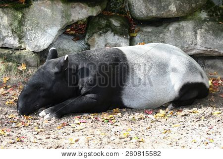 A Lying Malayan Or Malaysian Tapir (tapirus Indicus)