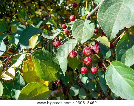 Red Ranet. Background Of Red Ranet. A Bunch Of Red Ranet On A Branch.