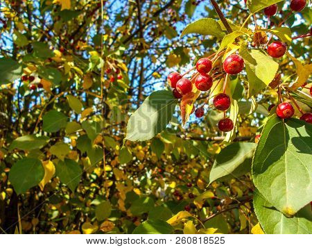 Red Ranet. Background Of Red Ranet. A Bunch Of Red Ranet On A Branch.