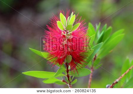 Bottlebrush Or Callistemon Plant Closeup Of Fully Opened Seed Capsules With Red Cylindrical Brush Li