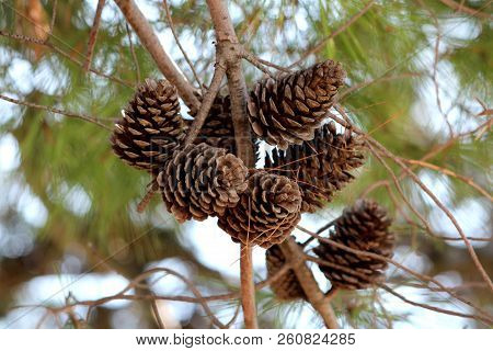 Dry Fully Open Brown Pine Cones Or Cones Or Conifer Cones On Multiple Branches With Small Dried Pine