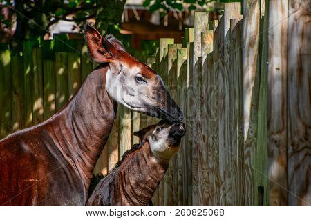 Baby Okapi With Her Mum On A Sunny Day
