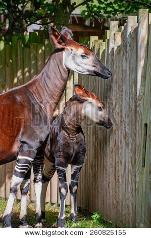Baby Okapi With Her Mum On A Sunny Day