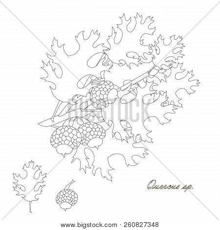 Oak Branch With Leaves And Fruits, Acorns, Sketch Design Element Monochrome Stock Vector Illustratio