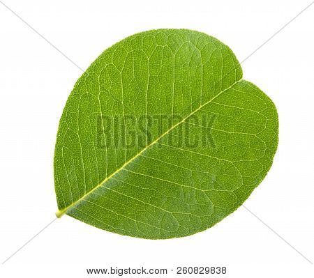 Bladder Senna Leaf Isolated On White Background