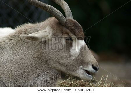 Addax hoved sideudsigt