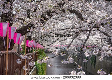 Meguro, Tokyo, Japan - March 25, 2018: Cherry Blossom Season In Tokyo At Meguro River, Japan. Text O