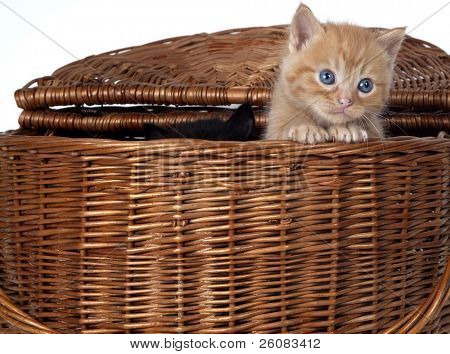 Kitty udseende uden kurv