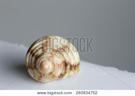 Spiral Shell In The Bath Spa Concept, Copspace Y
