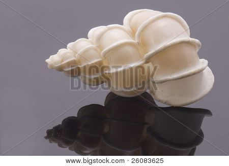 Conchiglia rara