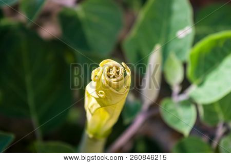 Devil's Trumpet, Datura Metel, In The Garden, Close Up.