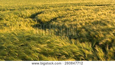 A Line Leads Through The Barley Field