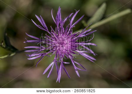 Imola (centaurea Jacea) Is The Flower Of Autumn Fields.