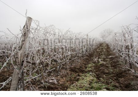Winter Grapeyard