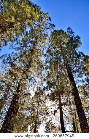 Picture Photo Of Green High Pine Tree View