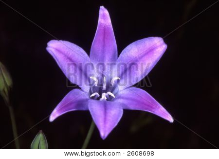 Brodiaea_3