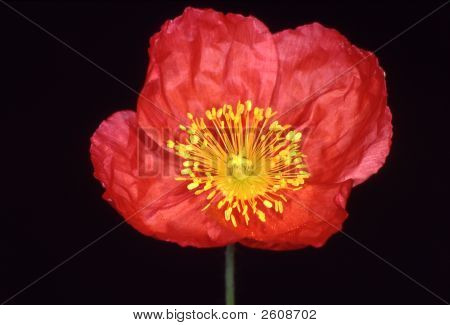 Iceland_Poppy_2
