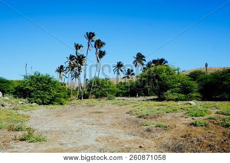 Vila Do Maio ,maio Island, Cape Verde - Jan 5 2016: Sand Dunes At The Desert Like Island With Palm T